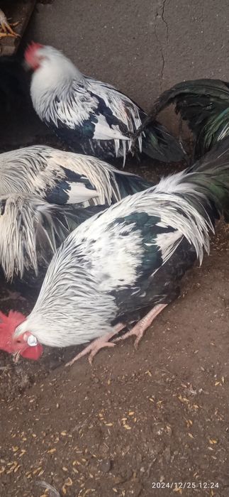 Італійський легорн срібний.Півень.