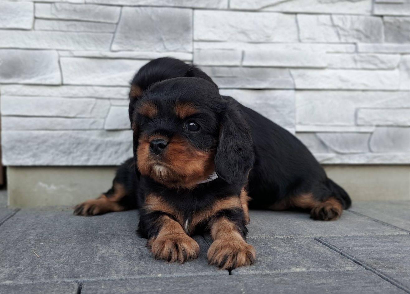 Cavalier King charles spaniel FCI/ZKwP