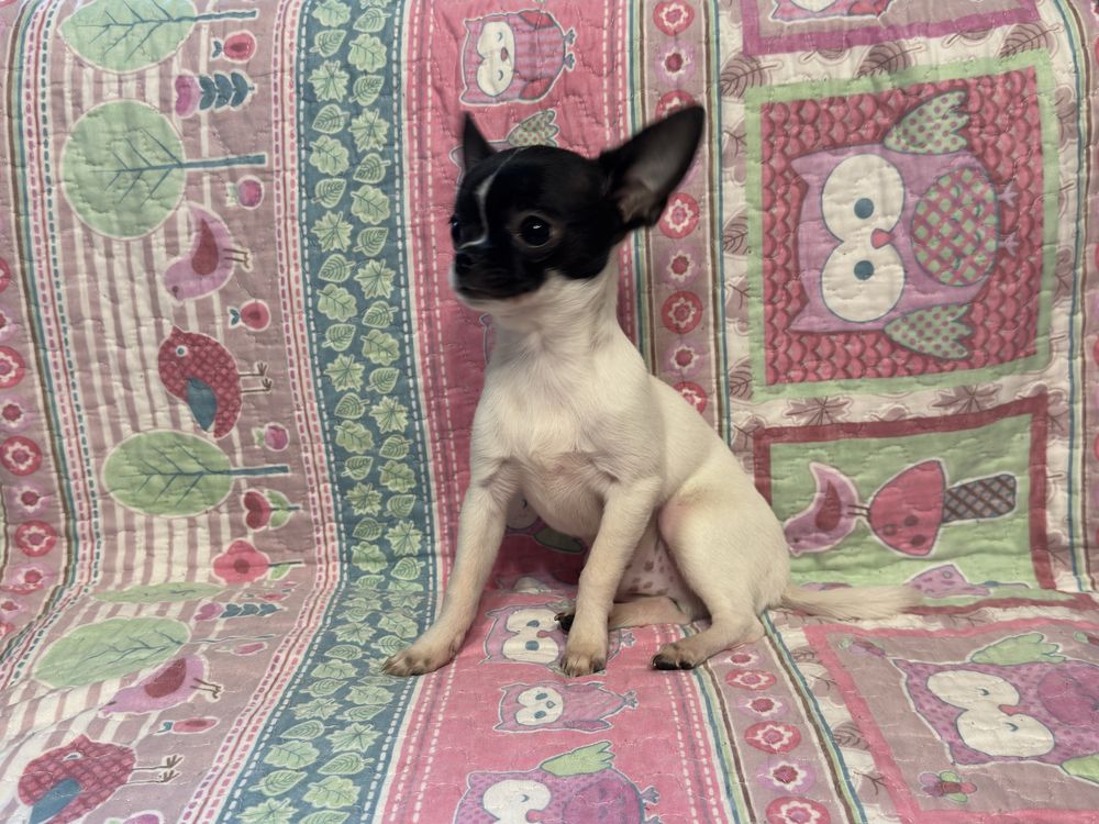 Chihuahua chłopczyk gorowy do odbiotu