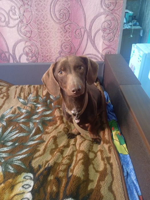 Такса Бим ищет добрую надежную семью