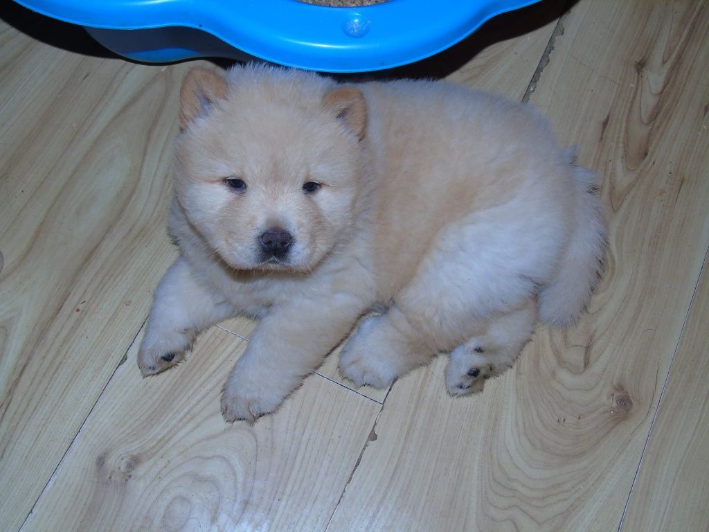 Suczka chow chow