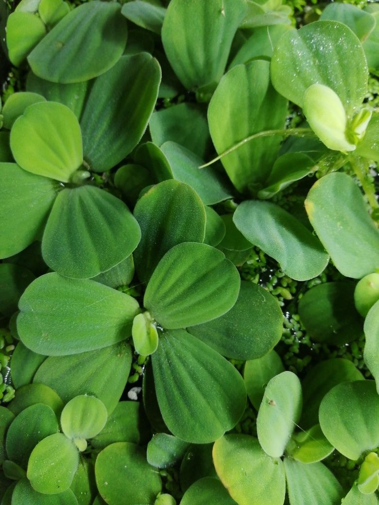 Pistia rozetowa do akwa