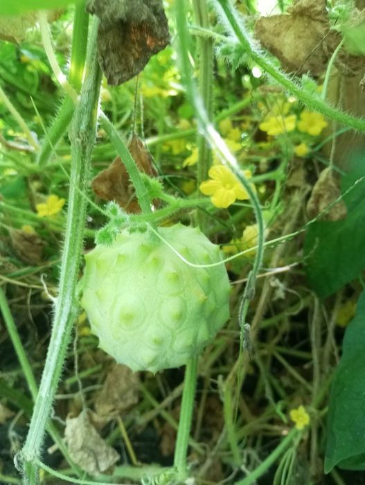 Насіння ківано, ківано рунд, Африканський огірок або Рогата диня.