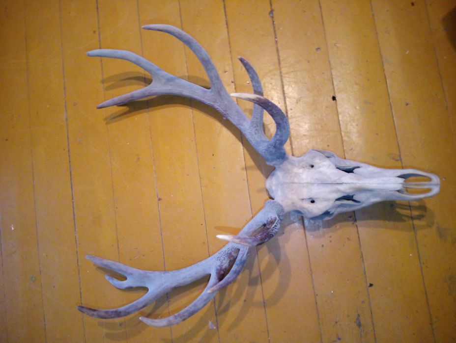 Poroże jelenia okazałe