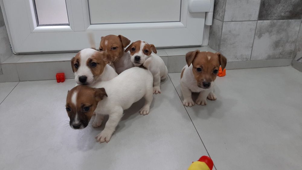 Друг Джек Рассел