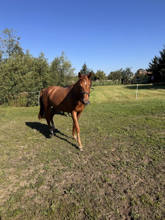 Na sprzedaż 3-letnia klacz z dobrym pochodzeniem