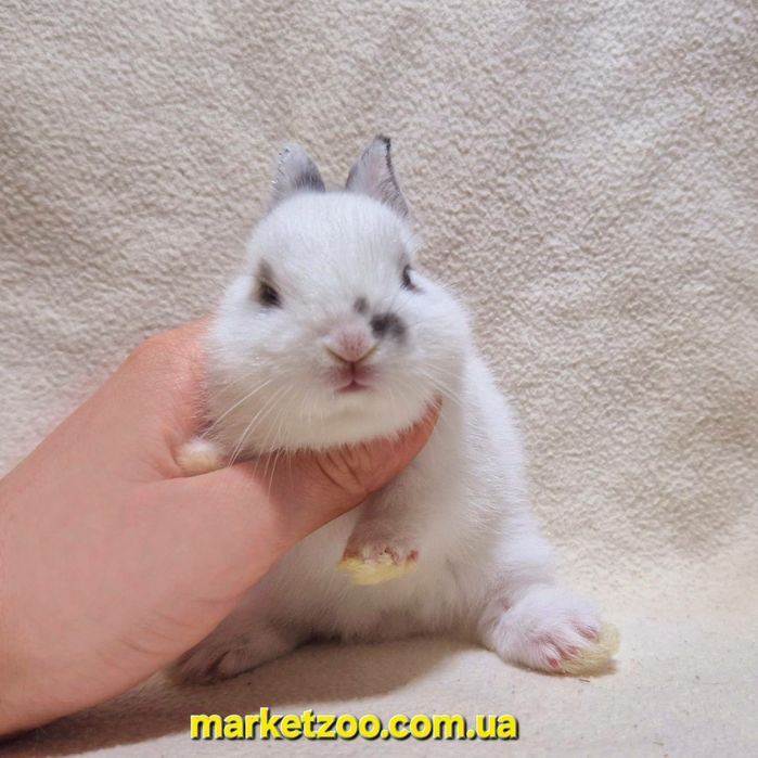 Красунчики міні оптом і вроздріб