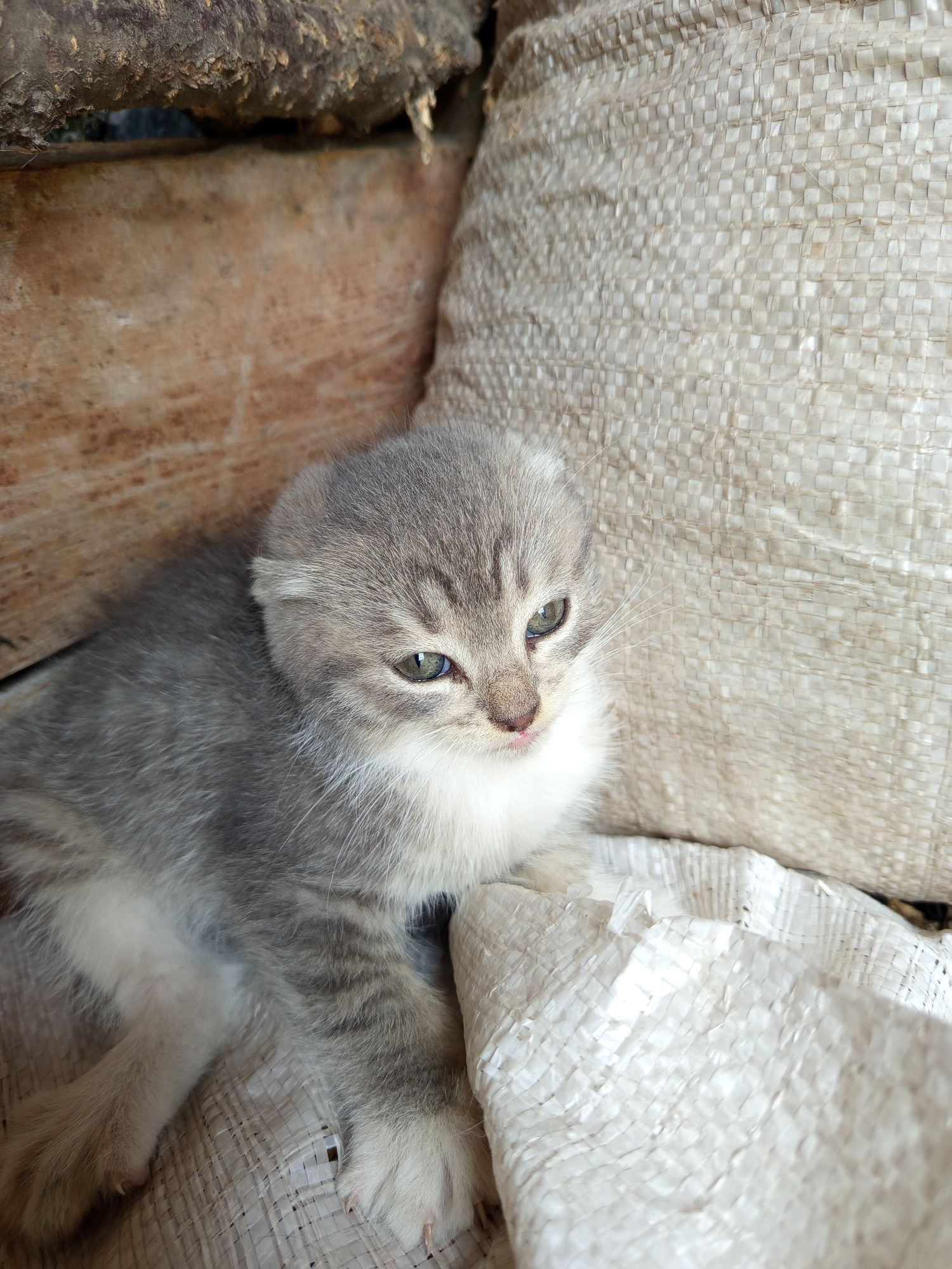 Кошенята в добрі руки