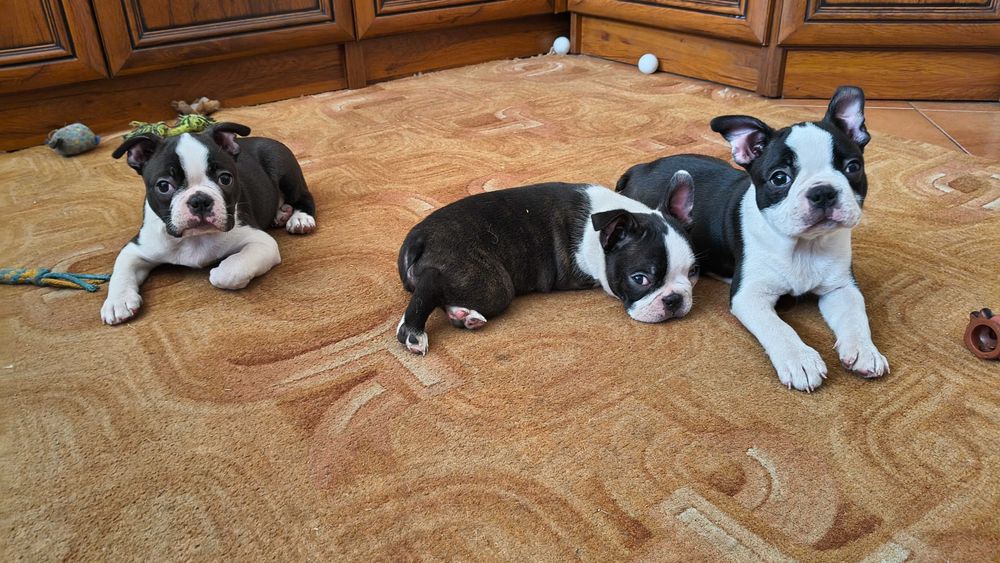 Boston Terrier Piesek