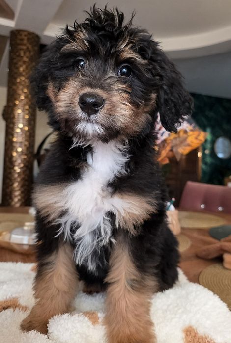 Aussie doodle sliczna dziewczynka