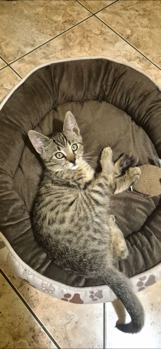 Oddam kotka w dobre ręce