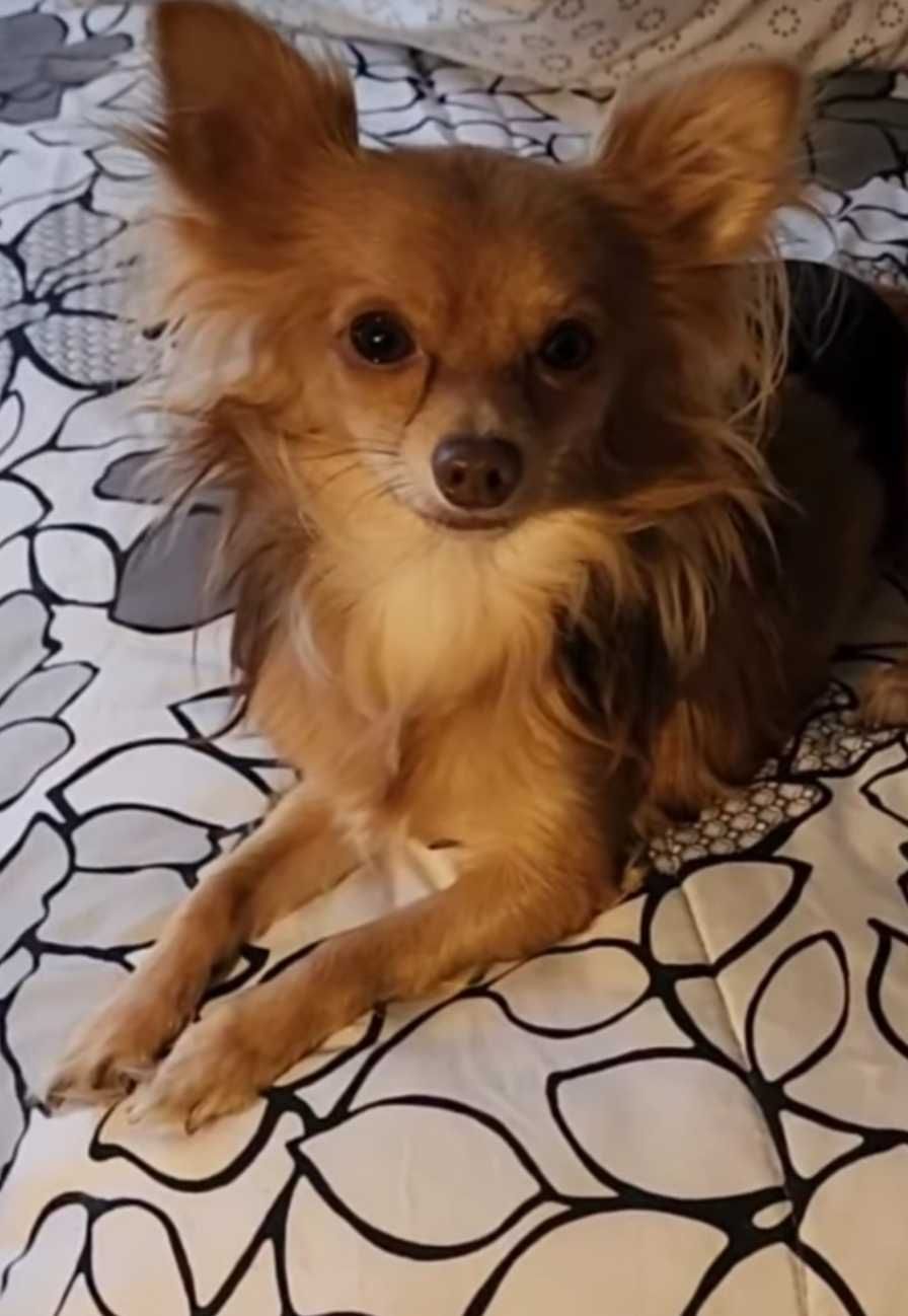 Chihuahua xx macho