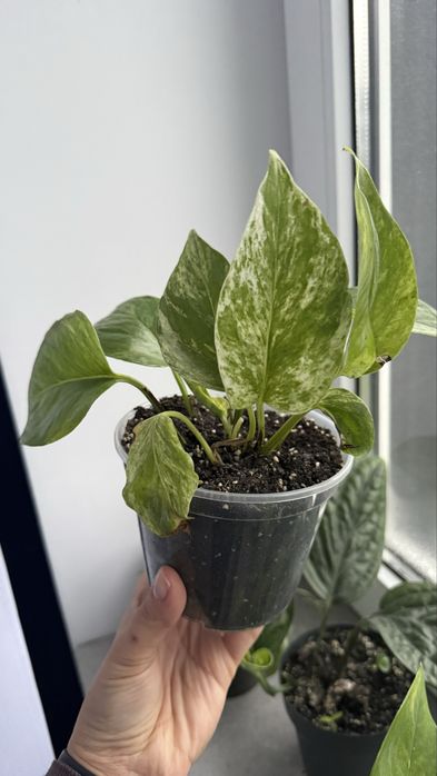 Нпіпремнум Марбл Квін сциндапсус