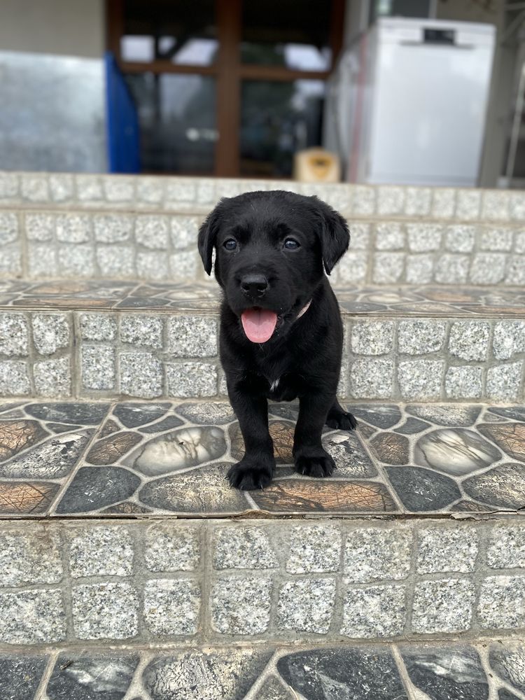 Labrador redriver
