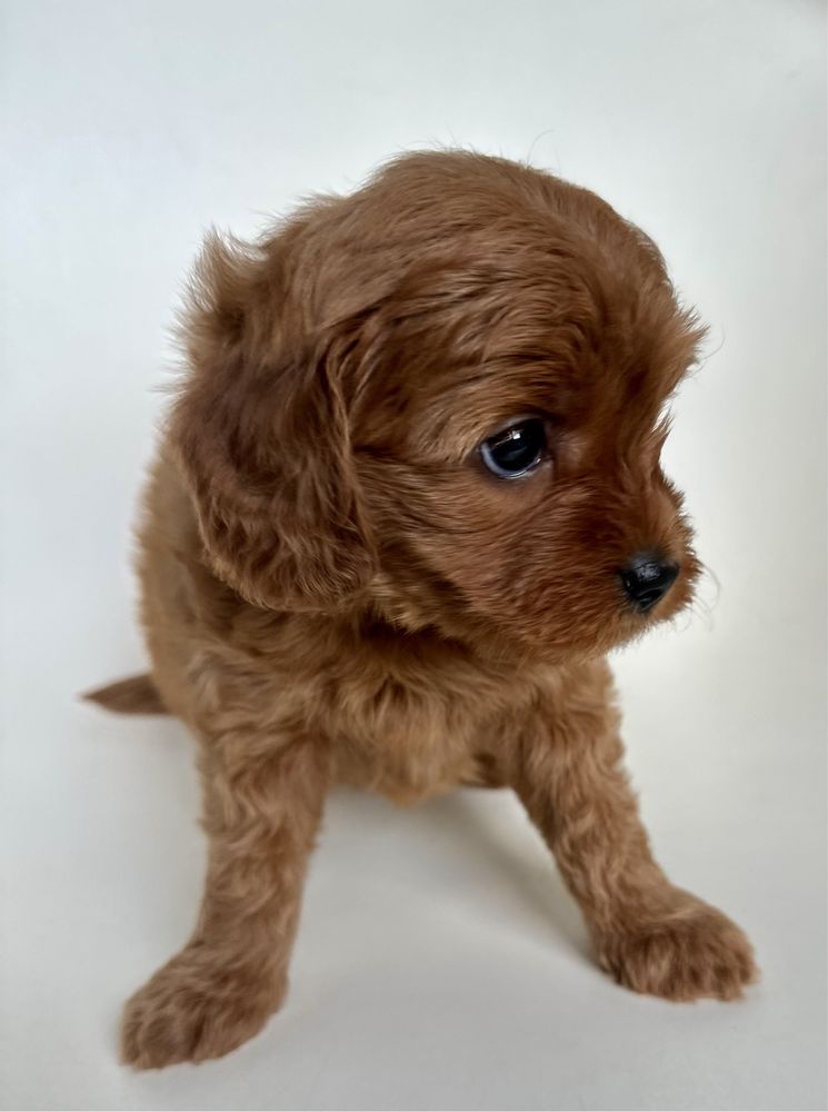 Cavapoo cudowna dziewczynka