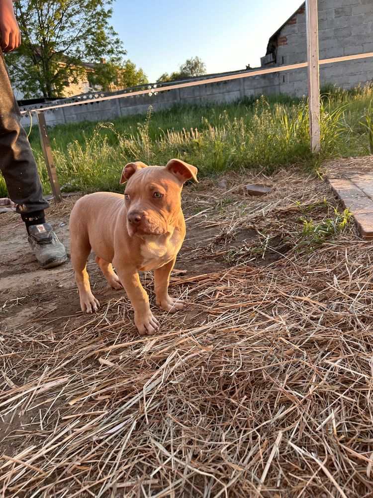 American bully pocket