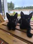 Adoção gatinhos !