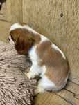 Cavalier  ZKwP FCI