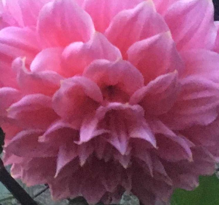 Георгіни  жоржини кореневища