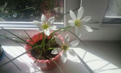 Зефірантес (кімнатний Нарцис).
