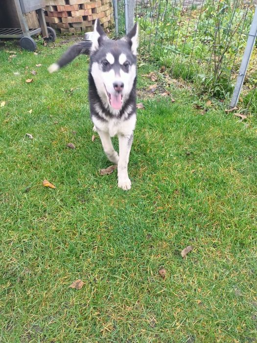 Syberian Husky - Piesek