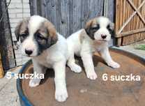 Oddam pieski po matce mieszańca labradora.