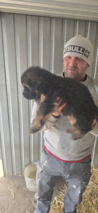 Owczarek niemiecki dlugowlosy