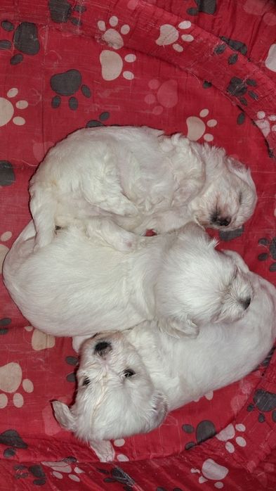 Maltańczyk szczeniak  Rodowód