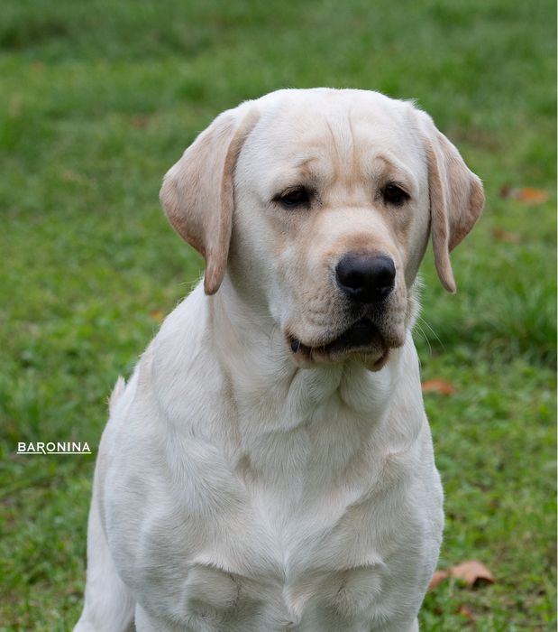 Открыт для вязок молодой кобель лабрадор!