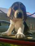 Piękny piesek Beagle