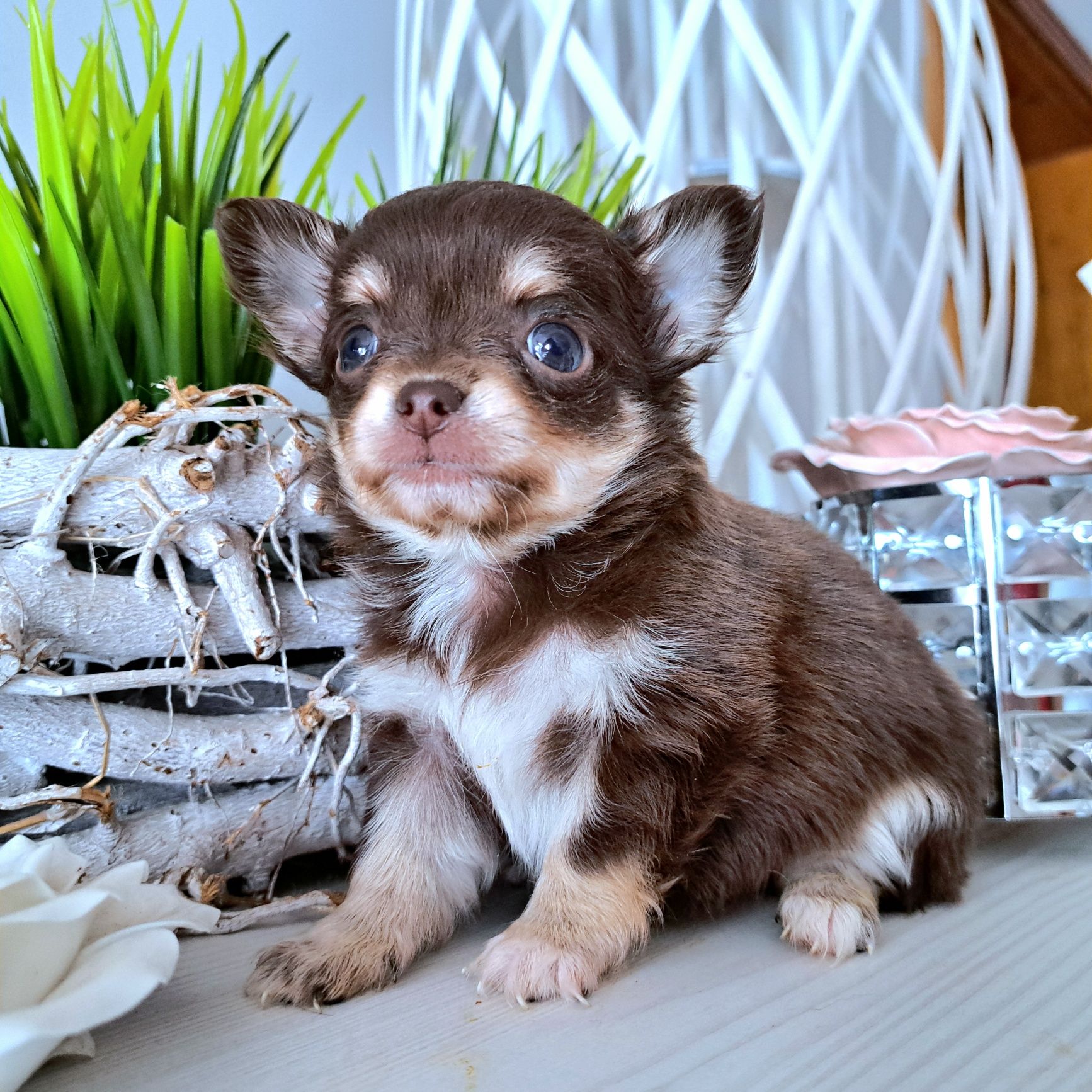 Charlie czekoladowy piesek długowłosy Chihuahua