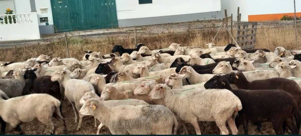 Vendo ovelhas novas