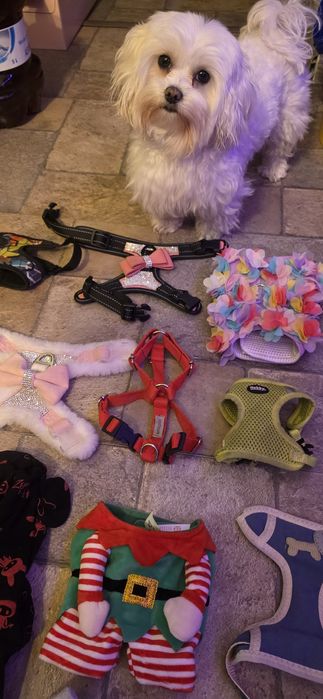 Ubranka ubranko obroże obroża szelki dla psa