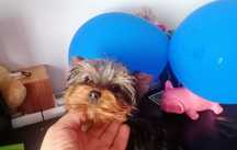 Yorkshire terrier macho mini