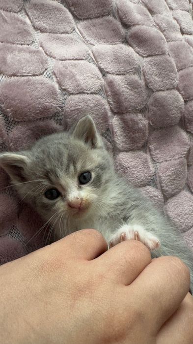 Віддам котеня, хлопчик з великими очима