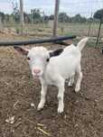 Cabra ana macho com 3 meses