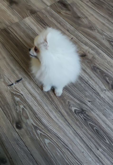 Pomeranian Szpic miniaturowy