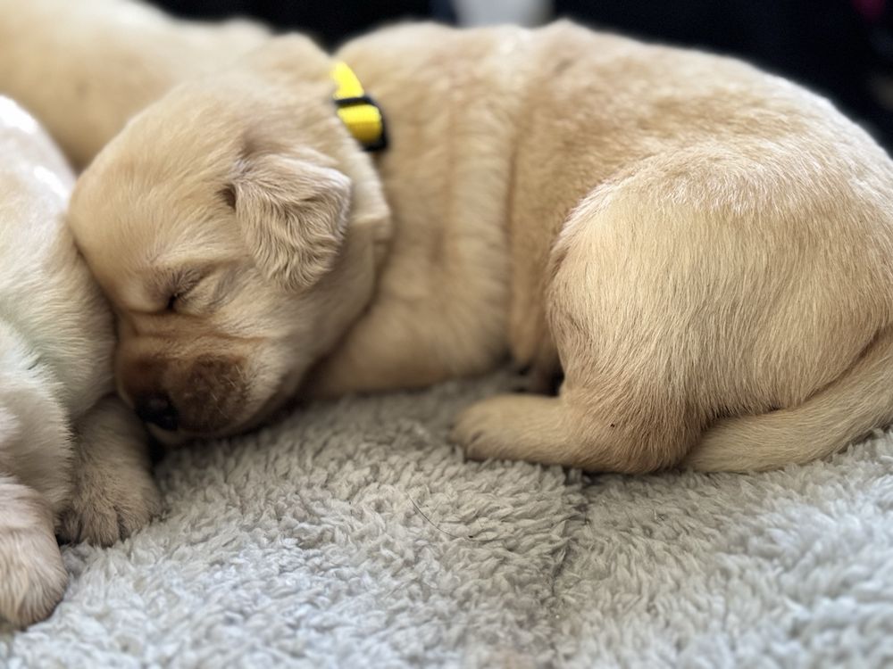 Labrador Retriver miot A- Anti