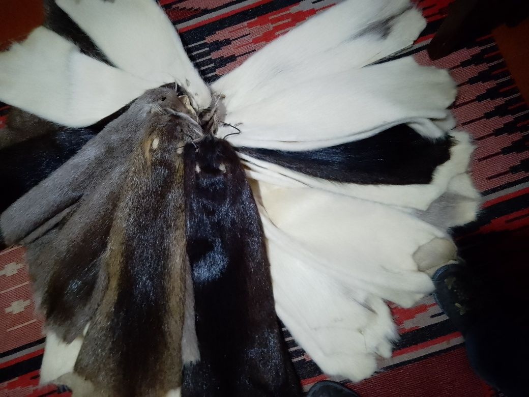 Продам шкурки нутрии