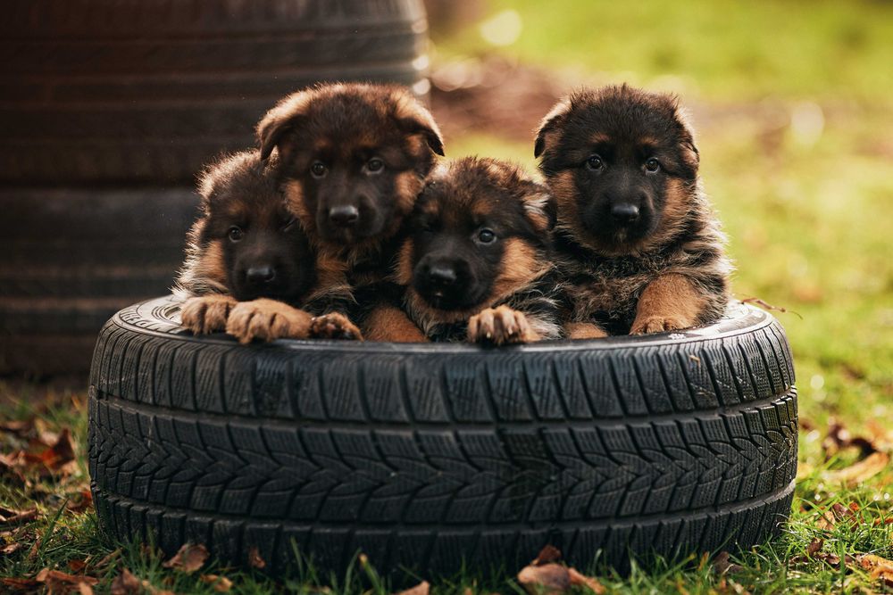 Owczarek niemiecki Owczarki niemieckie