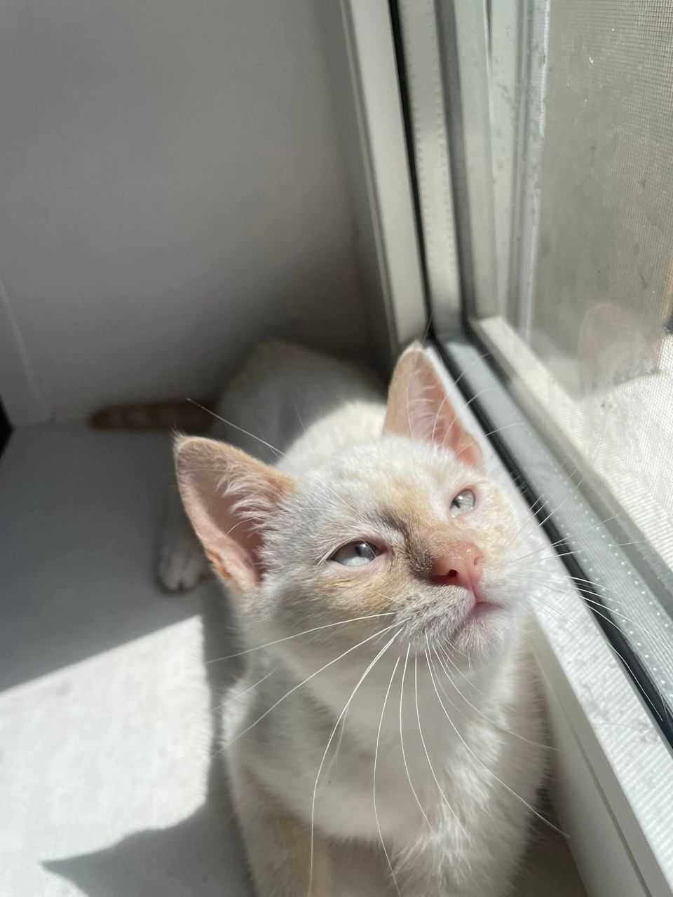 Котики ищут дом и заботливых хозяев
