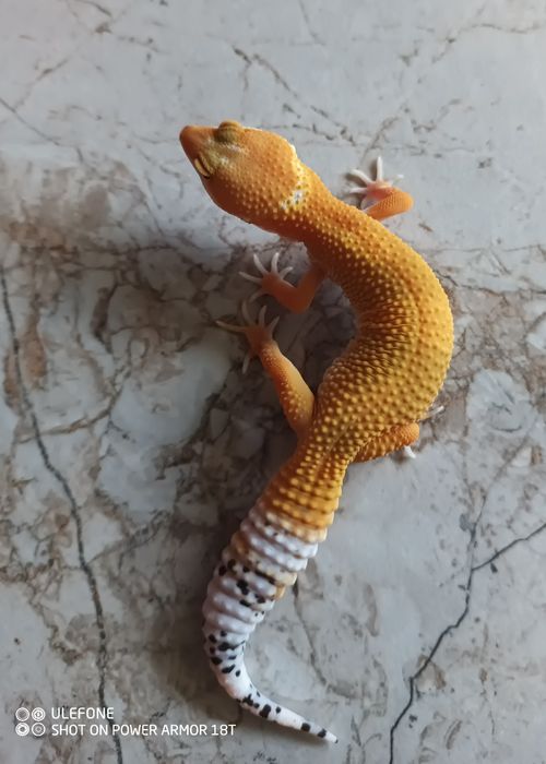 Gekon lamparci, eublefar lamparci Mandarin Tangerine