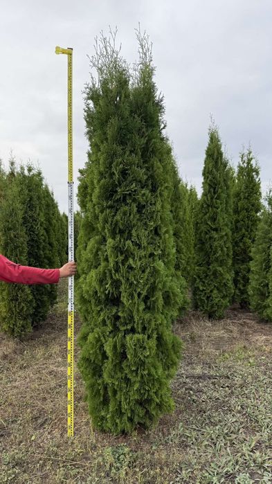 Продам рослини, туя брабант, смарагд, сосна кримська, сосна звичайна.