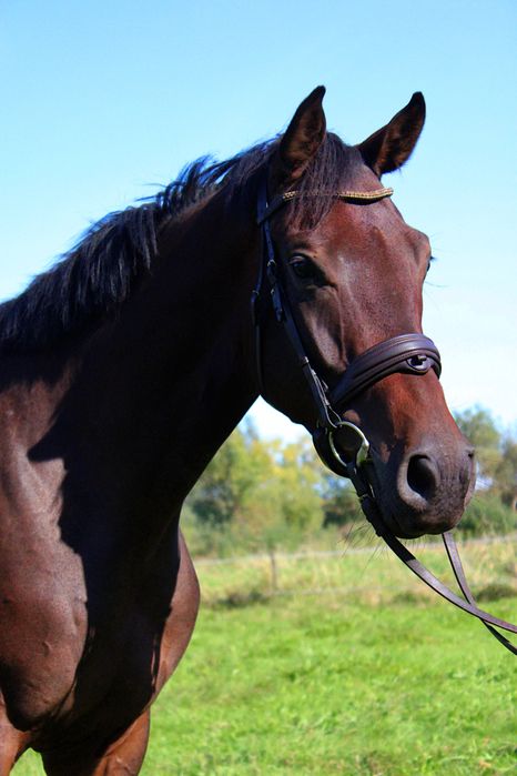 Wysoka klacz  (170cm) pelny TUV