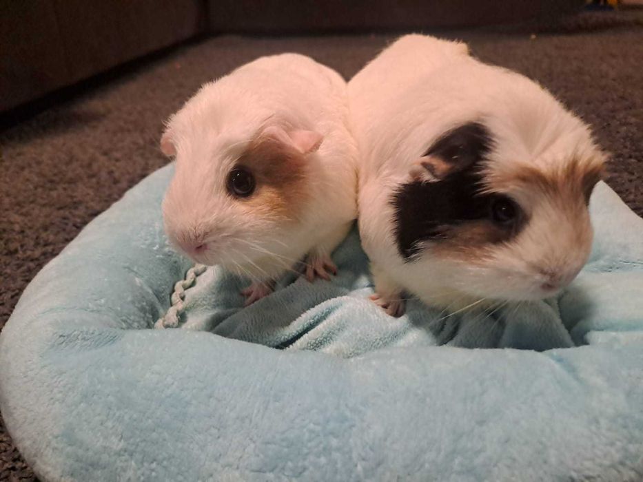 Sprzedam dwie samiczki świnek morskich z transporterem