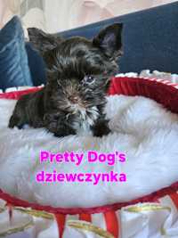 Yorkshire terrier York suczka Czekoladowy