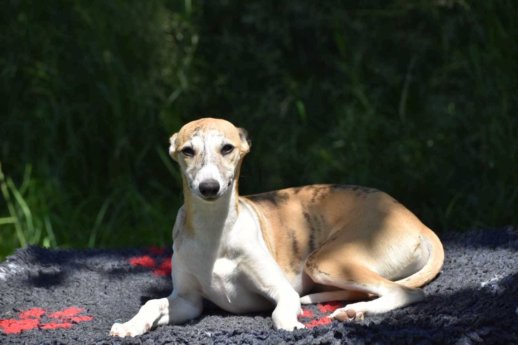 Chart angielski - whippet - Pies FCI/ZKwP