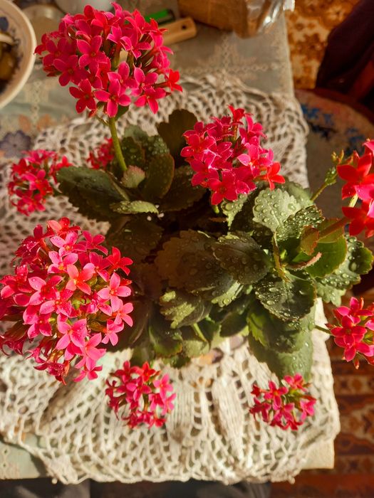 Каланхоє жовтий.