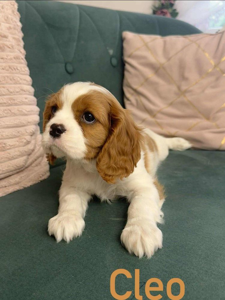 Suczka Cleo cavalier king charles spaniel RODOWÓD