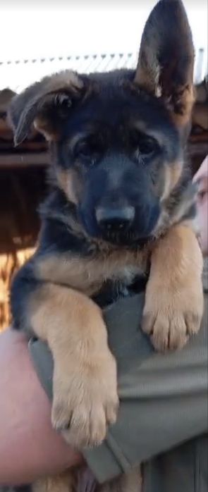 Девочка немецкой овчарки